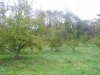 obstwiese2_003c_small.jpg