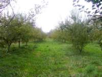 obstwiese2_005c_small.jpg